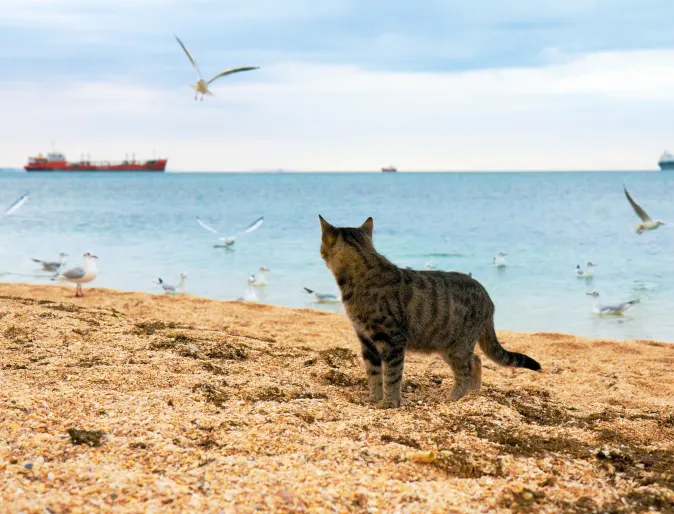 cat on beach looking into ocean